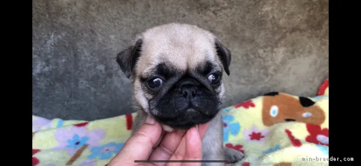 LETTUCE 様のお迎えした子犬