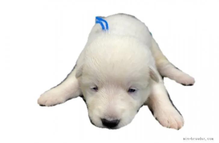 ID：2007-02476の子犬