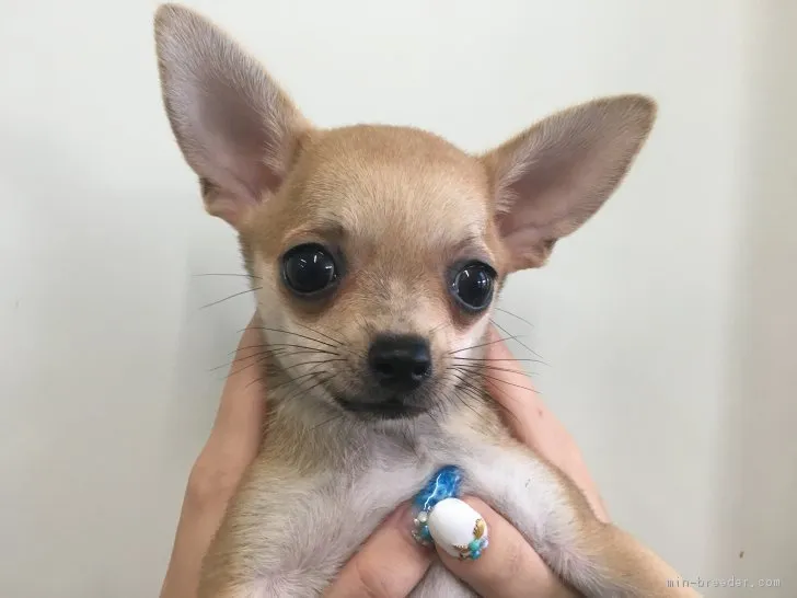 ID:1708-00975の子犬