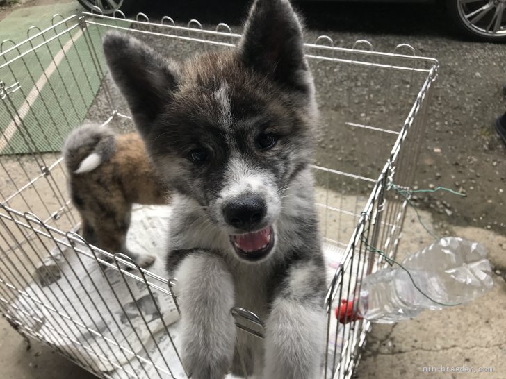 秋田犬 山梨県 男の子 19年4月23日 黒虎 性格が良くとても甘えん坊です みんなのブリーダー 子犬id 1908 秋田犬 山梨県 男の子 19年4月23日 黒虎 性格が良くとても甘えん坊です みんなのブリーダー 子犬id 1908