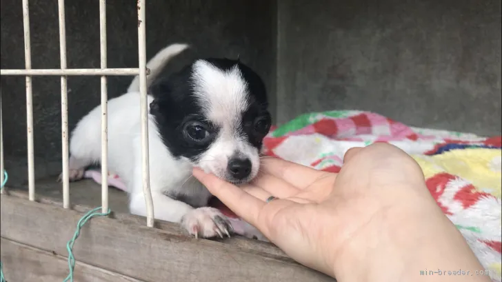 まる子 様のお迎えした子犬