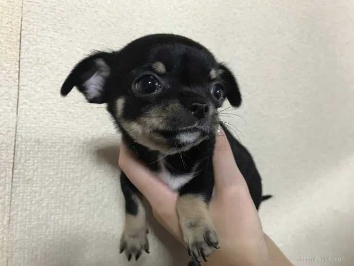 ID：1905-02482の子犬