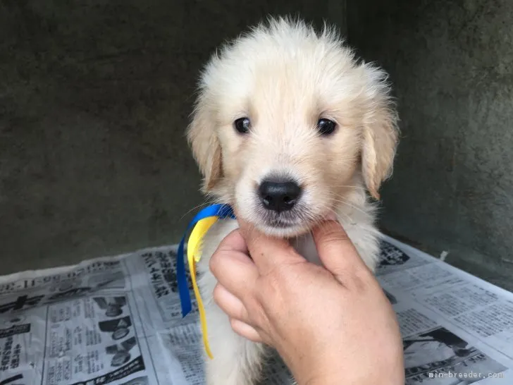 PS 様のお迎えした子犬