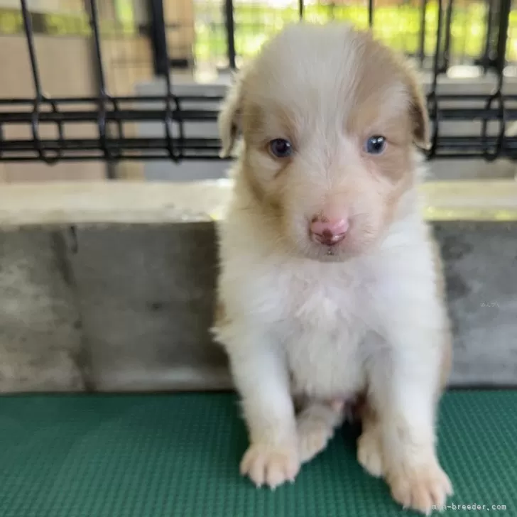 ID:2409-01600の子犬
