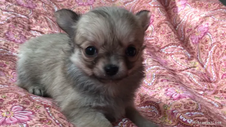 コロンの母 様のお迎えした子犬