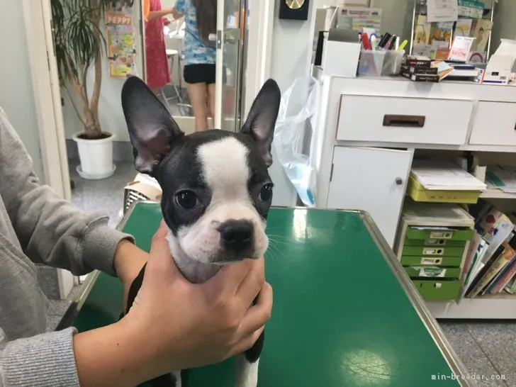 Niko 様のお迎えした子犬