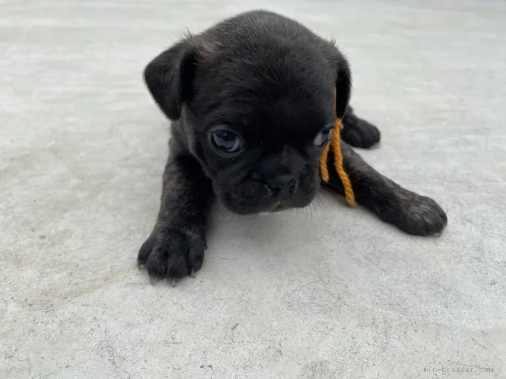 ID:2105-01722の子犬