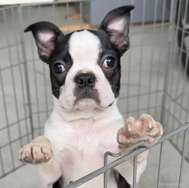 ID:2403-02084の子犬