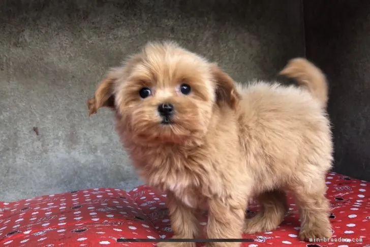 ID:1811-01221の子犬