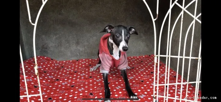 モニーク 様のお迎えした子犬