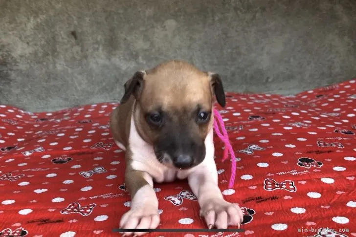 モチ 様のお迎えした子犬