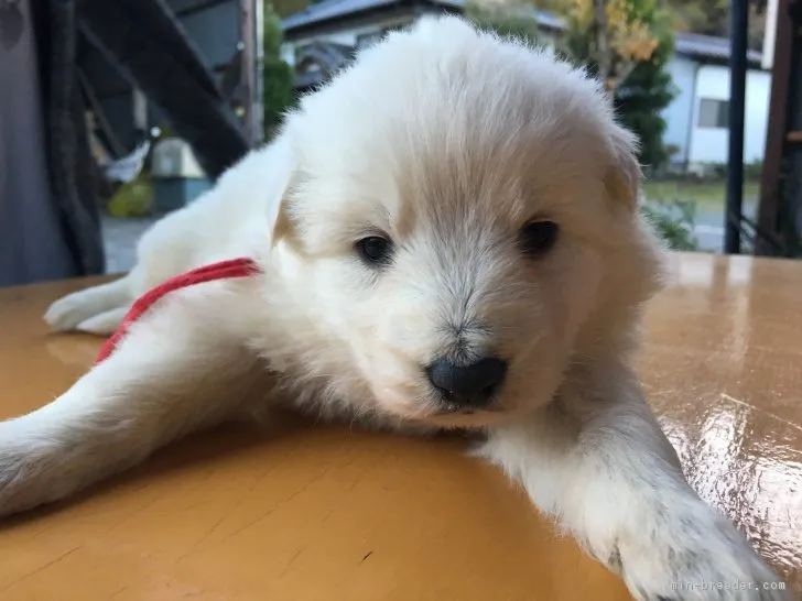 ショウジ 様のお迎えした子犬