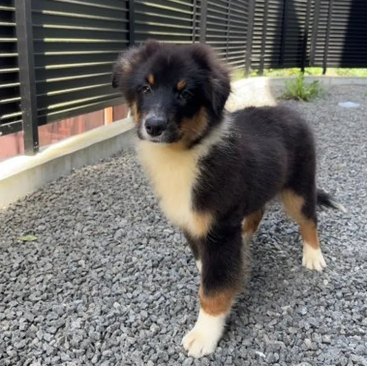 ID:2308-06537の子犬