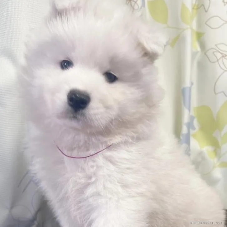 ID:2212-04079の子犬
