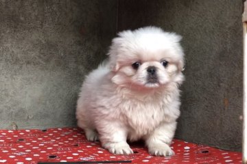 ペキニーズ【山梨県・女の子・2018年9月18日・ホワイトまたはパーティー】の写真「とても可愛いです。」