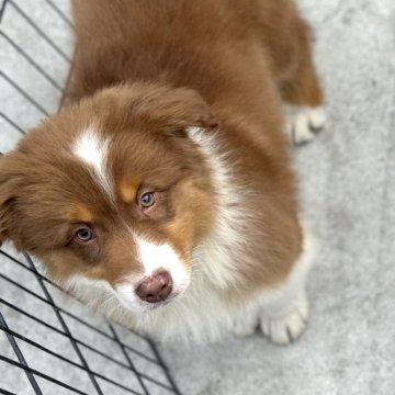 オーストラリアン・シェパード【山梨県・男の子・2023年10月17日・レッドトライ】の写真「兄妹の中では大きめ、人懐っこい男の子✨」