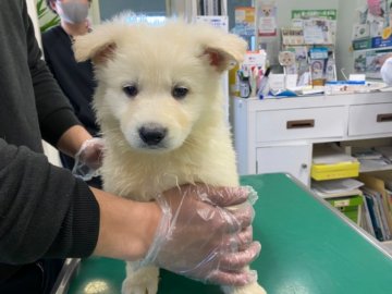 ホワイト・シェパード【山梨県・男の子・2021年1月3日・ホワイト】の写真「両親共遺伝子検査クリアしています
青リボン」