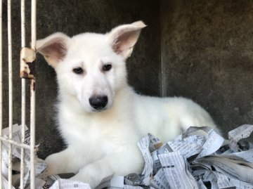 ホワイト・シェパード【山梨県・男の子・2017年11月25日・ホワイト】の写真「真っ白で可愛い子犬です」