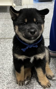 柴犬(標準サイズ)【山梨県・男の子・2021年10月31日・黒】の写真「柴犬の男の子⭐︎」