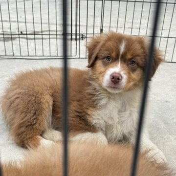 オーストラリアン・シェパード【山梨県・男の子・2023年10月17日・レッドトライ】の写真「話しかけると口角を上げて笑ったようなお顔をします。」