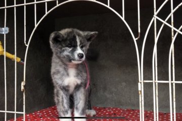 秋田犬【山梨県・女の子・2018年9月13日・虎】の写真「とても綺麗な霜降りです」