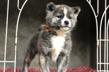 秋田犬【山梨県・女の子・2018年9月13日・虎】の写真「とても綺麗な女の子です。」