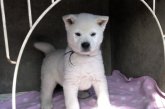紀州犬