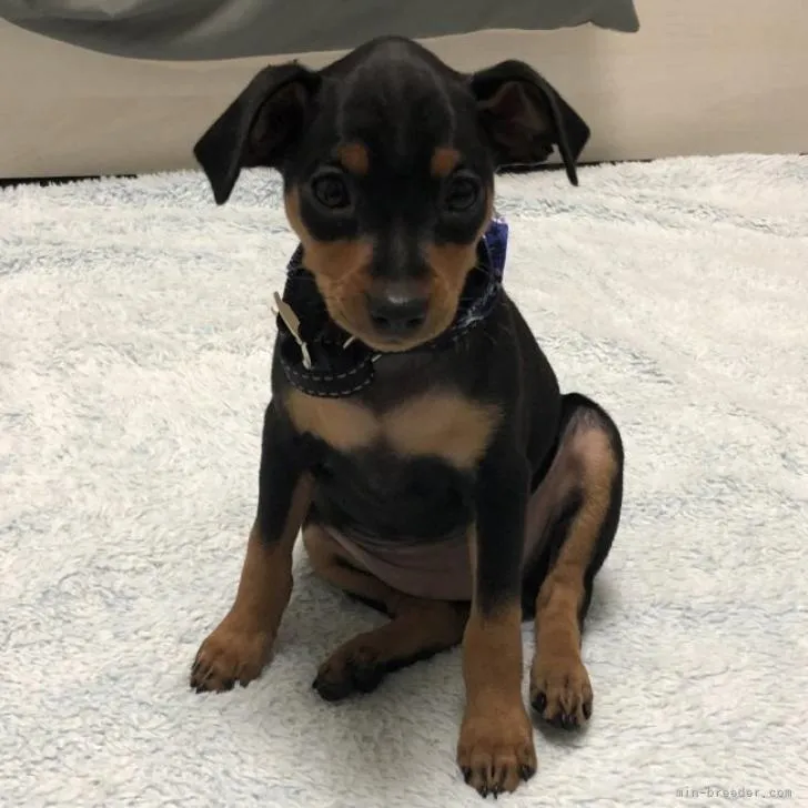 ID:2209-02104の子犬