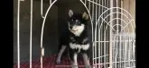 柴犬(標準サイズ)【山梨県・男の子・2018年10月22日・黒】の写真2