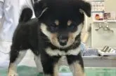 柴犬(標準サイズ)【山梨県・男の子・2018年10月22日・黒】の写真5
