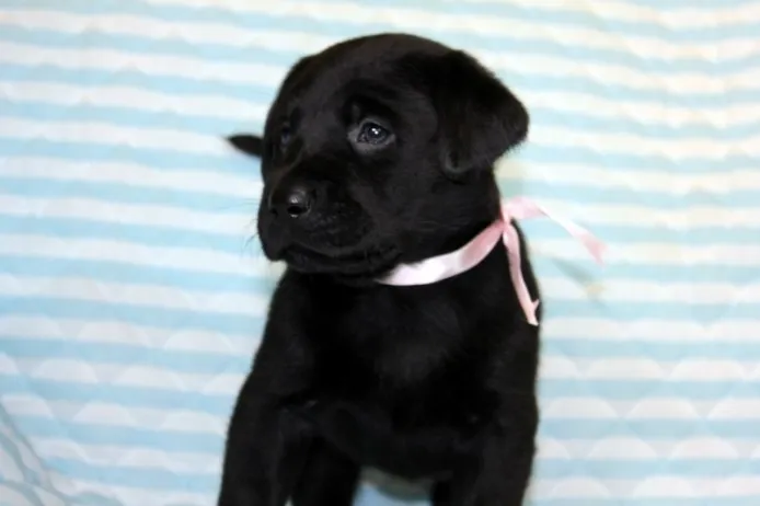 ID：1310-01133の子犬