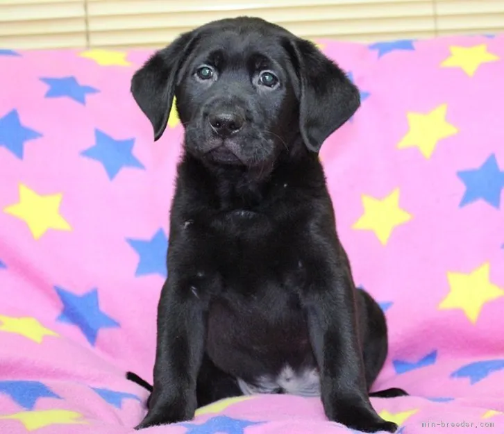 ID：1603-01458の子犬