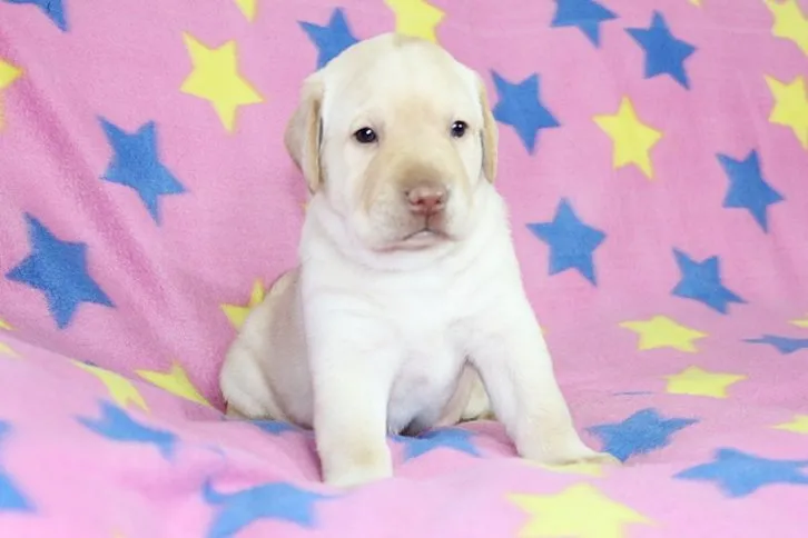 なお 様のお迎えした子犬
