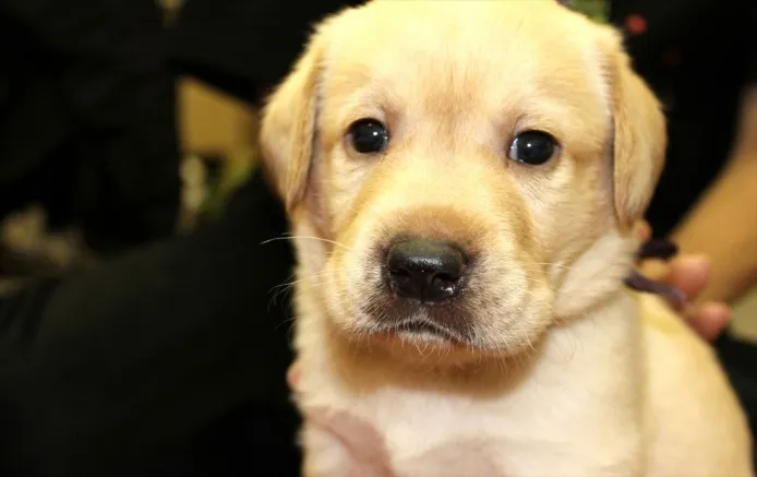 とき 様のお迎えした子犬