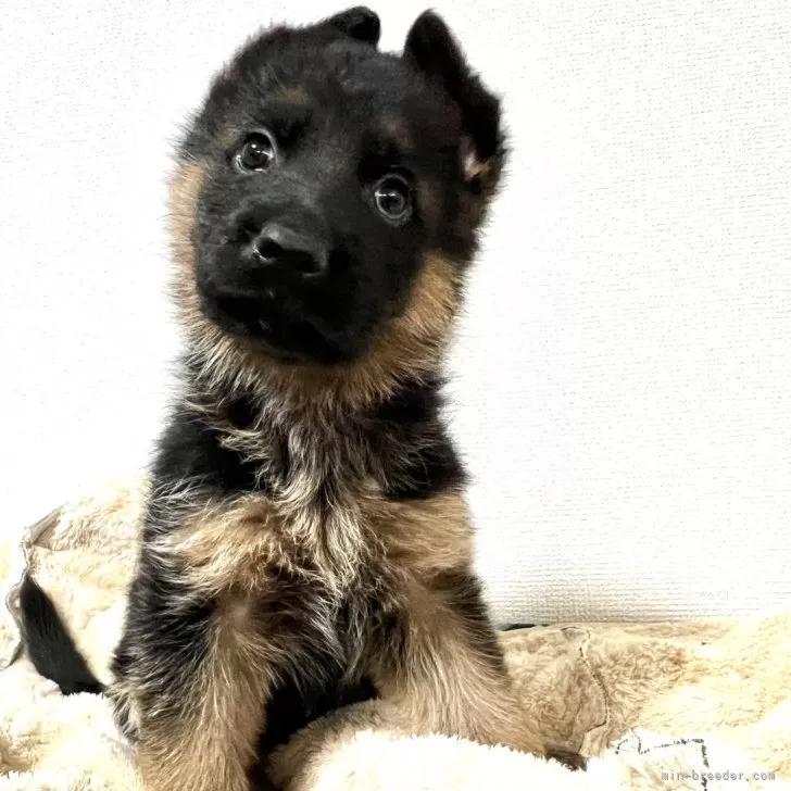 ID:2503-05223の子犬