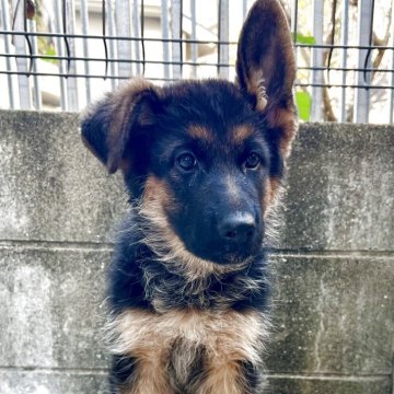 ジャーマン・シェパード・ドッグ【福岡県・女の子・2025年9月22日・ブラック タン】の写真「超甘えん坊で優しい」