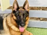ジャーマン・シェパード・ドッグ【福岡県・女の子・2025年1月31日・ブラック タン】の写真4「母犬」