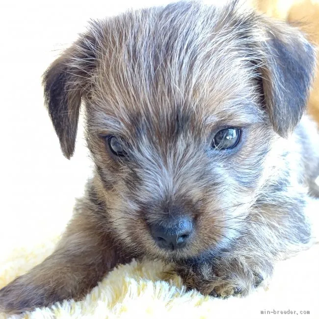 ID:2103-01660の子犬