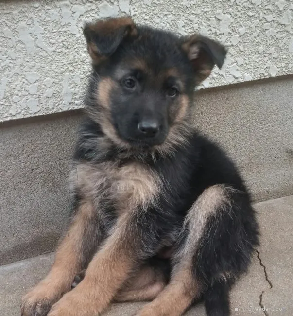lydian 様のお迎えした子犬