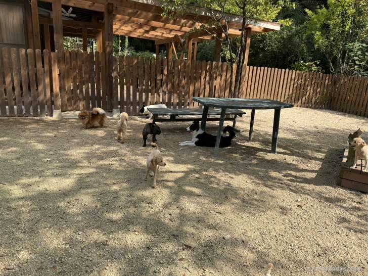 猪俣　賢(いのまた　けん)ブリーダー(山口県・トイプードルなど・JKC登録)の紹介写真7