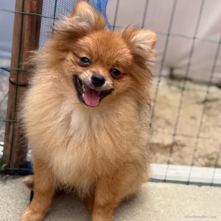 ID:2505-01967の子犬