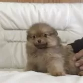 ポメラニアン