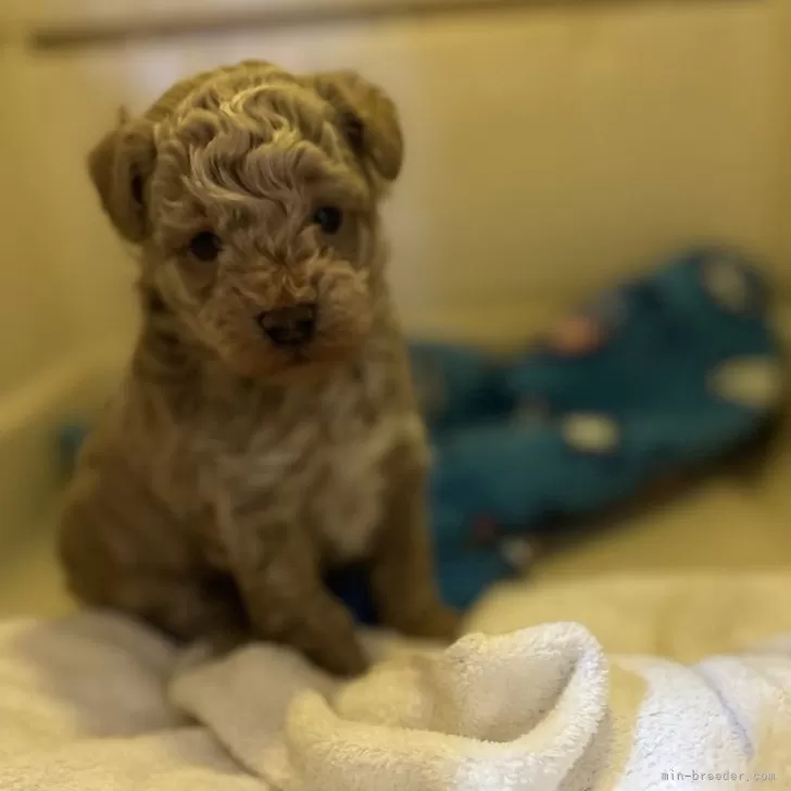 ヤマ 様のお迎えした子犬