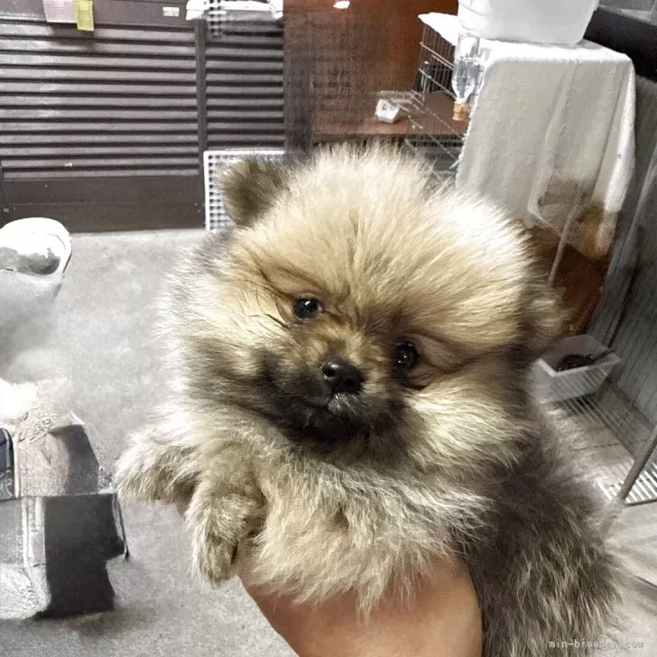 Ｓ 様のお迎えした子犬