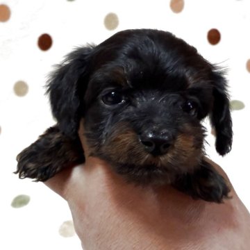 ダップー(トイプードル×ダックスフンド)【岐阜県・女の子・2025年10月29日・ブラック】の写真「くりくりお目めですよ♪」