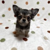 チワワ(ロング)