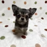 チワワ(ロング)