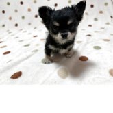 チワワ(ロング)