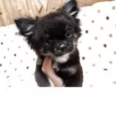 チワワ(ロング)
