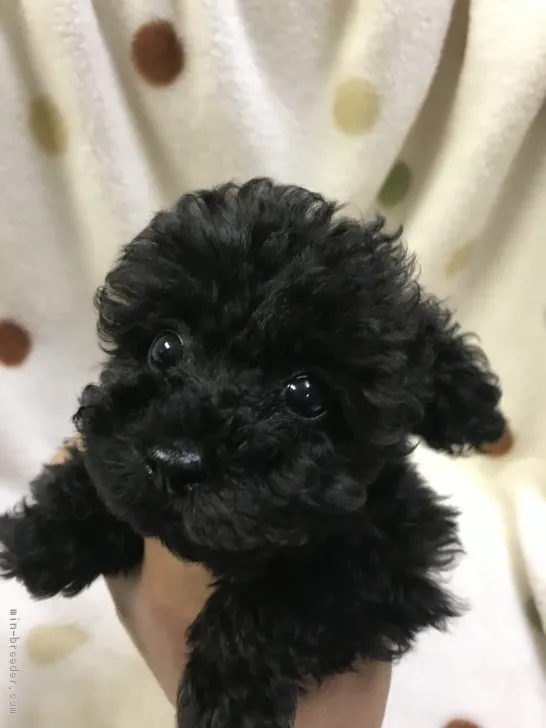 ID:1811-01095の子犬